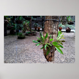 orquideas 01 ポスター