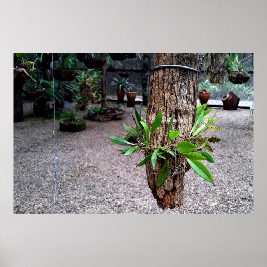 orquideas 01 ポスター (正面)