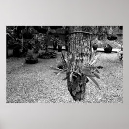 orquideas 02 ポスター