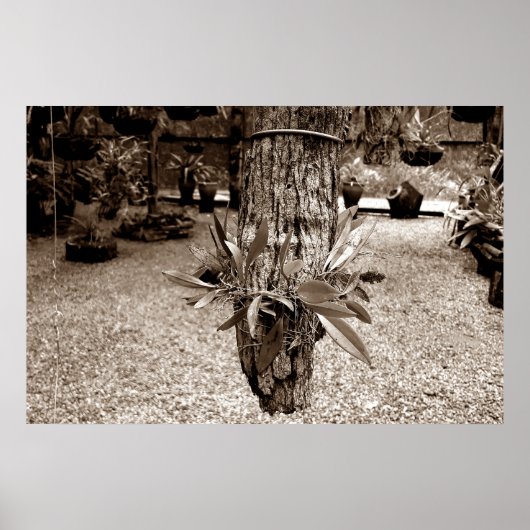 orquideas 03 ポスター (正面)