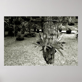 orquideas 04 ポスター