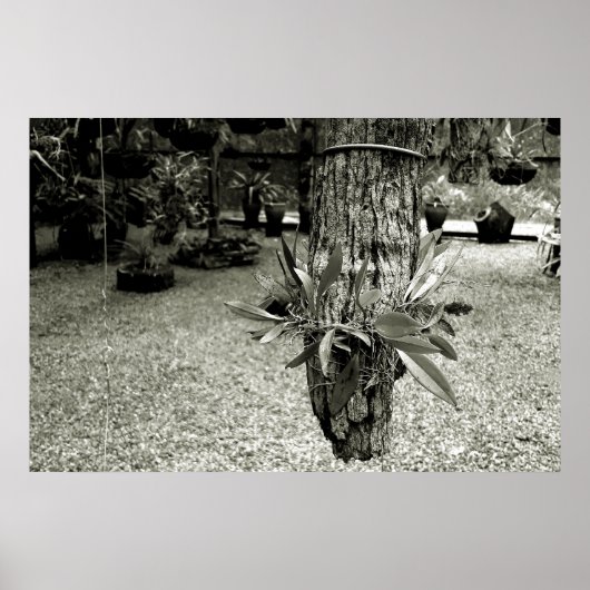 orquideas 04 ポスター (正面)