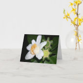 OSA:オオバギ カード (黄色い花)