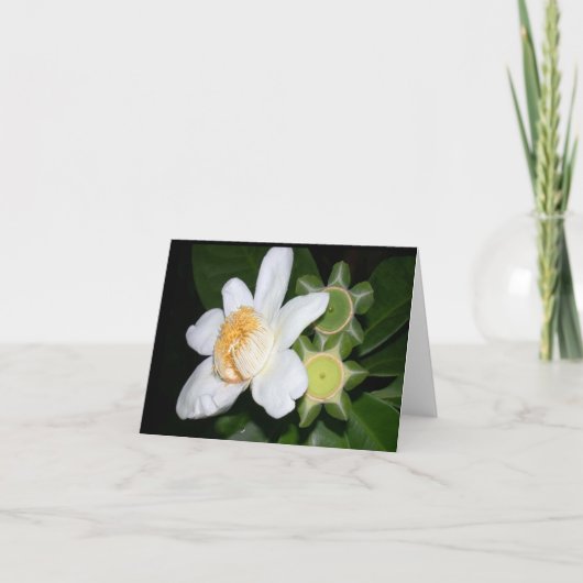 OSA:オオバギ カード (正面)