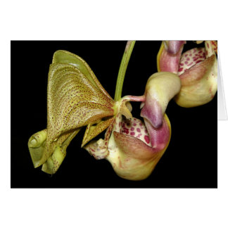 OSA: Coryanthesのhorichiana