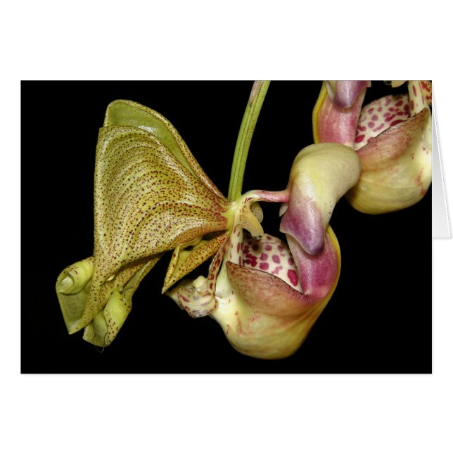 OSA: Coryanthesのhorichiana (正面横)