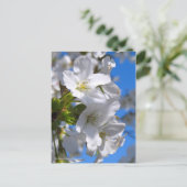 Oshima Cherry Blossoms [Postcard] ポストカード (スタンド正面)