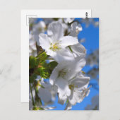 Oshima Cherry Blossoms [Postcard] ポストカード (正面/裏面)