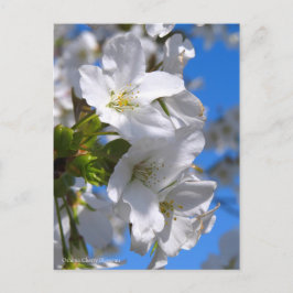 Oshima Cherry Blossoms [Postcard] ポストカード