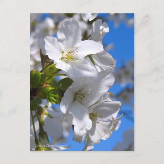 Oshima Cherry Blossoms [Postcard] ポストカード (正面)