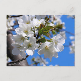 Oshima Cherry Blossoms [Postcard] ポストカード
