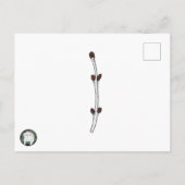 OSNEBの救助の郵便はがき、SemiGloss インビテーションポストカード (裏面)