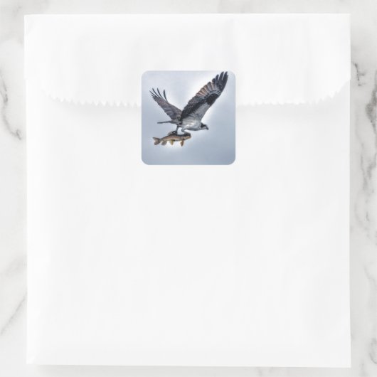 Ospreyと飛んでいるWalleye Fish HDR写真 スクエアシール (バッグ)