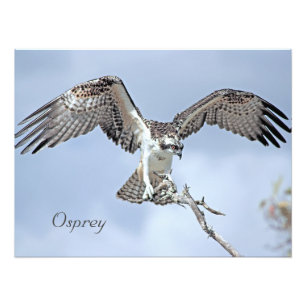 Ospreyフォトプリント フォトプリント