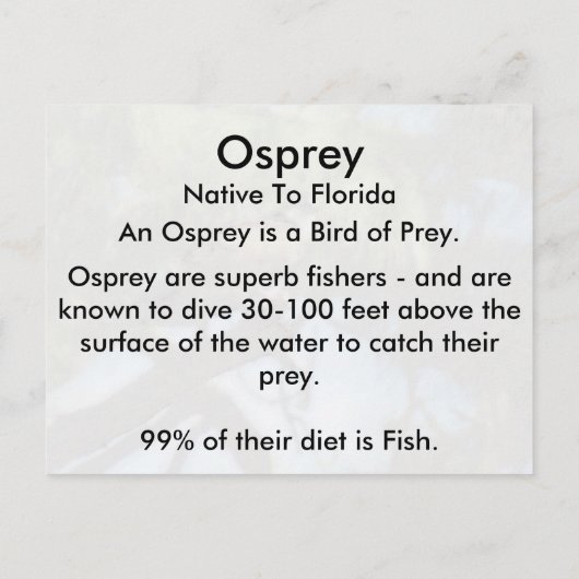 Osprey (4964)学のはがき ポストカード (裏面)