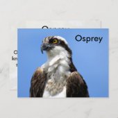 Osprey (4964)学のはがき ポストカード (正面/裏面)
