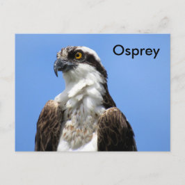 Osprey (4964)学のはがき ポストカード