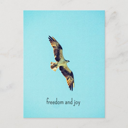 Osprey art ポストカード (正面)