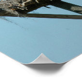 Osprey bird family Poster ポスター (角)