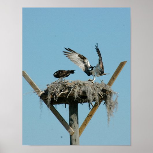 Osprey bird family Poster ポスター (正面)