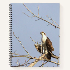Osprey Bird Notebook ノートブック
