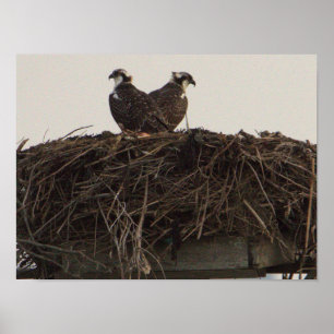 Osprey Birds in Nestポスター ポスター