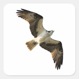 Osprey in Flightロゴ スクエアシール