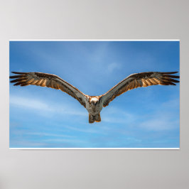 Osprey in Flight Wall Art | Bird of Prey Poster ポスター
