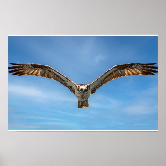 Osprey in Flight Wall Art | Bird of Prey Poster ポスター (正面)