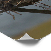 Osprey in Nestフォトポスター ポスター (角)