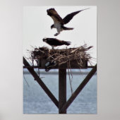 Osprey in Nest ポスター (正面)