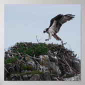 Osprey Landing Poster ポスター (正面)