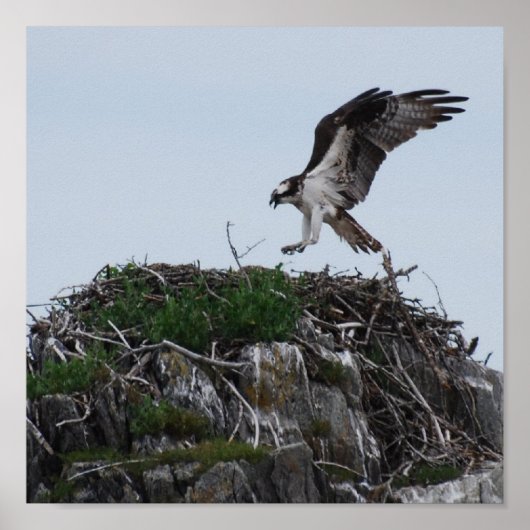 Osprey Landing Poster ポスター (正面)