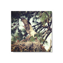 Osprey Landing Stretted Canvas Print