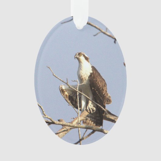 Osprey Photo Ornament  オーナメント (正面)