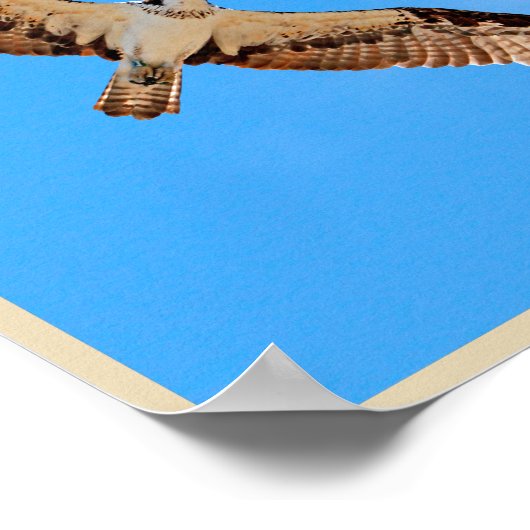 Osprey Poster ポスター (角)