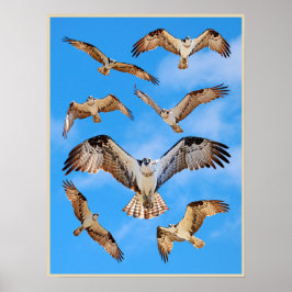 Osprey Poster ポスター