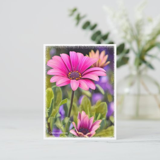 Osteospermum ポストカード (スタンド正面)