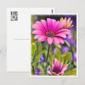 Osteospermum ポストカード (正面/裏面)