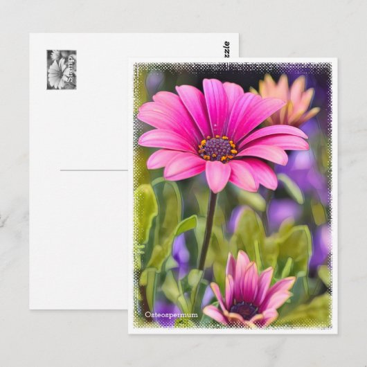 Osteospermum ポストカード (正面/裏面)