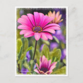 Osteospermum ポストカード (正面)