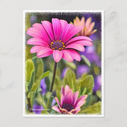 Osteospermum ポストカード (正面)