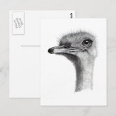 OSTRICH HEAD IN PENCIL：アート：現実主義 ポストカード (正面/裏面)