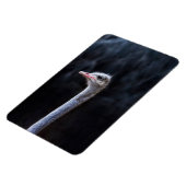 ostrich portrait マグネット (左側)