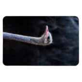 ostrich portrait マグネット (横)