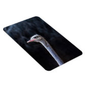 ostrich portrait マグネット (右側)