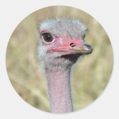 Ostrich Sticker 2 ラウンドシール (正面)