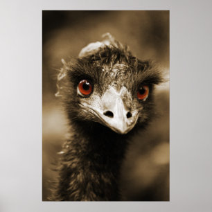 Ostriches Lookポスター ポスター