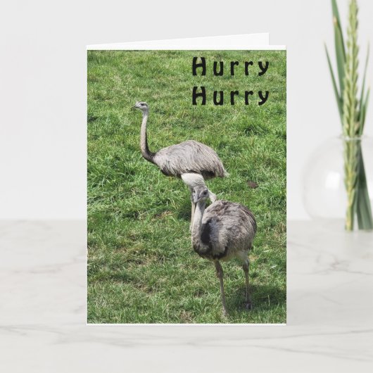 OSTRICHES SAPPY **APRIL誕生日***カード カード (正面)