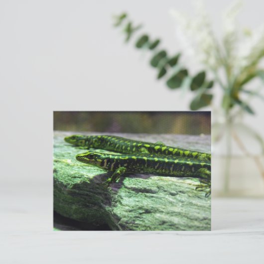 Otago Skink ポストカード (スタンド正面)
